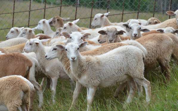 Племенные овцы породы Катумская (Скот из Европы) в Красноярске фото 4