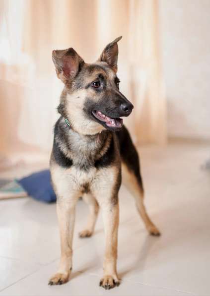 Добби мини овчарка в Москве фото 8