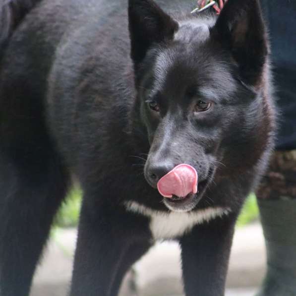 Молодая активная собака Стелла ищет дом в Москве фото 6