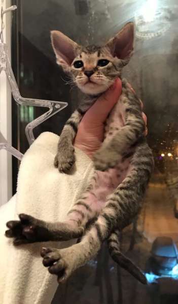 Элитный Девон-Рекс. Кудрявый лесной в Санкт-Петербурге фото 35