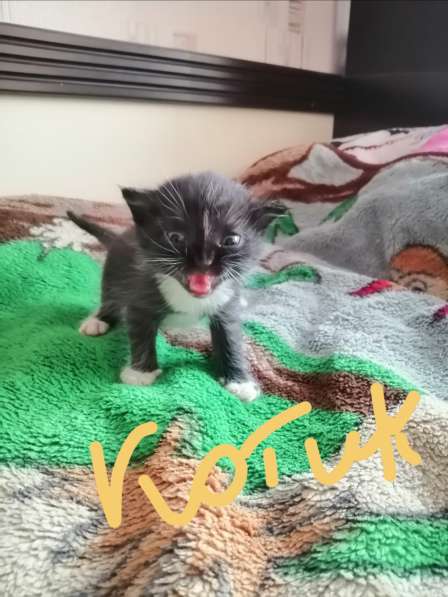 Котята в Новосибирске фото 39