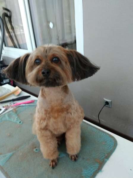 Стрижка собак и кошек в Москве фото 3