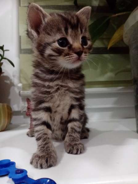 Котята в дар в Липецке фото 4