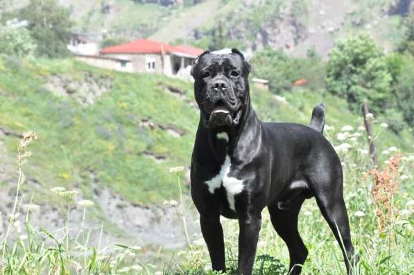 Щенки высшего качества! в фото 9