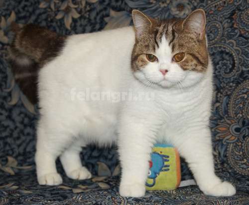 Коты и кошки британские в Новокузнецке фото 14