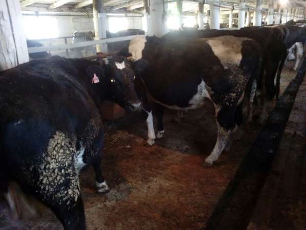 Дойные коровы черно-пестрой породы голштинизированные в Магнитогорске