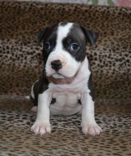 Шикарные Амстаффики мальчики и девочки ркф в Москве фото 11