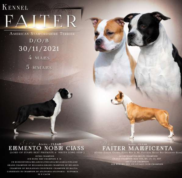 Девочка АмСтафф ищет самую лучшую семью в Санкт-Петербурге фото 13