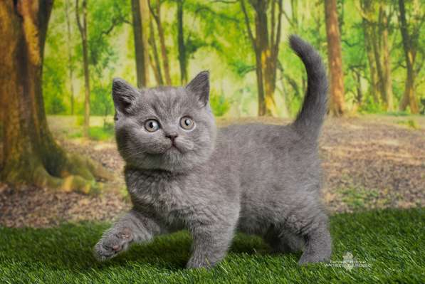 Продаются 2 британских девочки