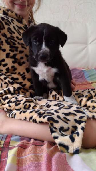 Щенки Алабая в Москве фото 4