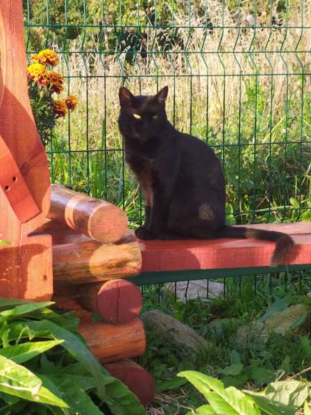 Воспитанный златоглазый котофей в Санкт-Петербурге фото 14