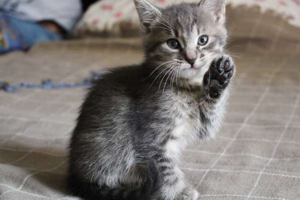 Красивый котенок-кошечка в добрые руки в фото 3
