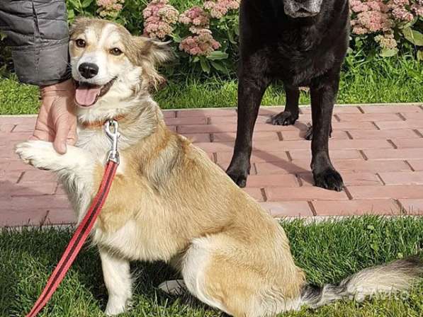Красавица Шанти, метис шелти, молодая собачка в Москве