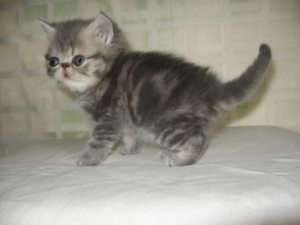 Экзотики в Санкт-Петербурге фото 6