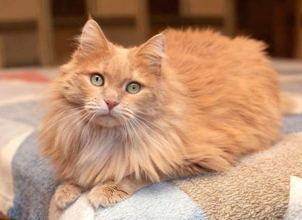 Кошка в добрые руки. Тильда — витамин радости в Калуге фото 13