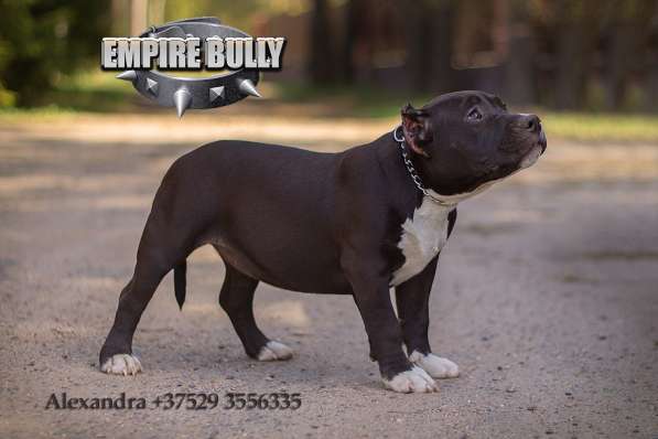 Американский булли. Щенки в фото 30