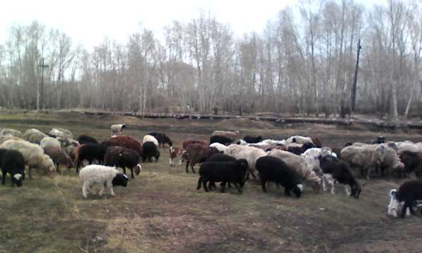 Овцы, бараны, ягнята в Красноярске фото 6