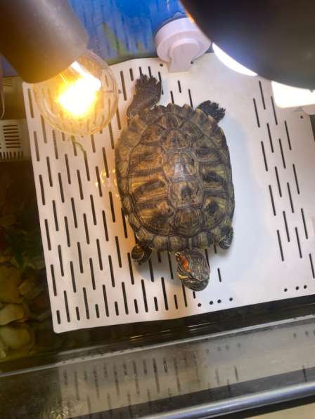 Черепахи красноухие 2 в Грозном