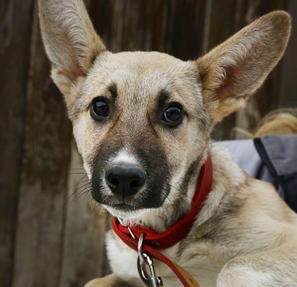 Тонконогая собачка-лань Елисея в добрые руки в Москве фото 20