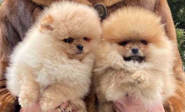 Померанский шпиц