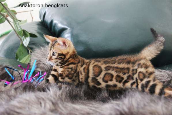 Бенгальский котенок и бенгальские котята от бенгальской кошк
