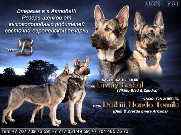 Восточно европейская овчарка в фото 3