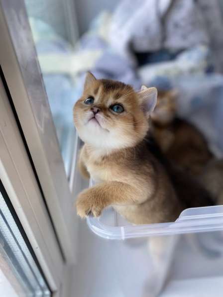 Шотландские котята/Scottish kitten в фото 5
