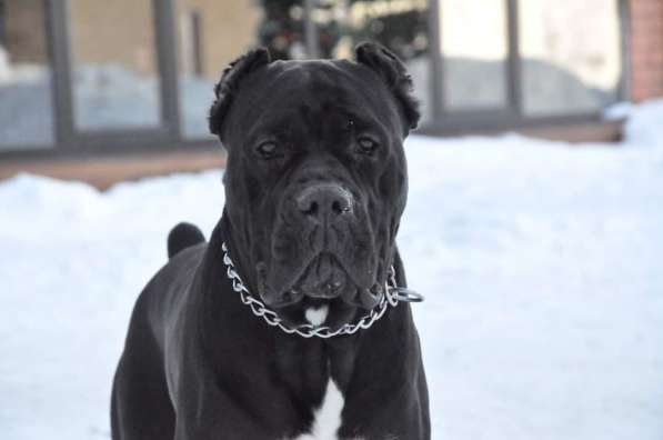 Щенки высшего качества! в фото 10