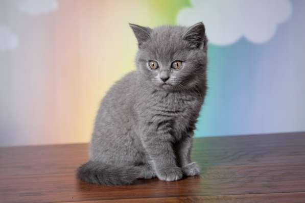 Продажа котенка в Иркутске фото 7