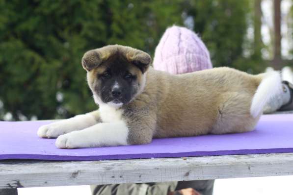 Щенки Американской акиты в Санкт-Петербурге фото 30