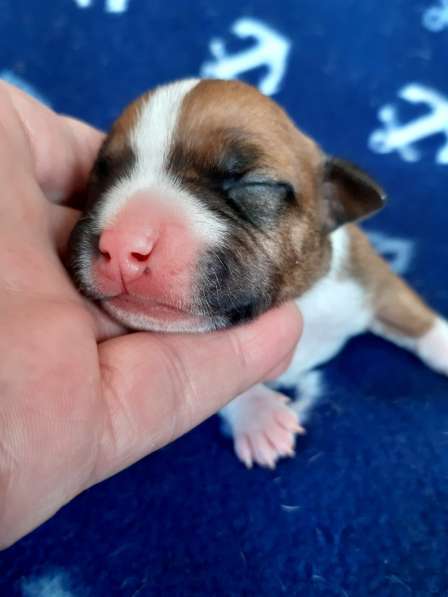 Милые мальчики и девочки Амстаффа резерв ркф в Москве фото 44