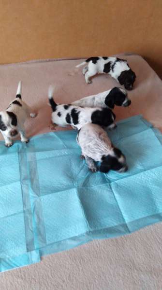 Щенки кокер спаниеля