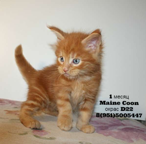 Гиганты Мейн-Кун в Москве фото 3