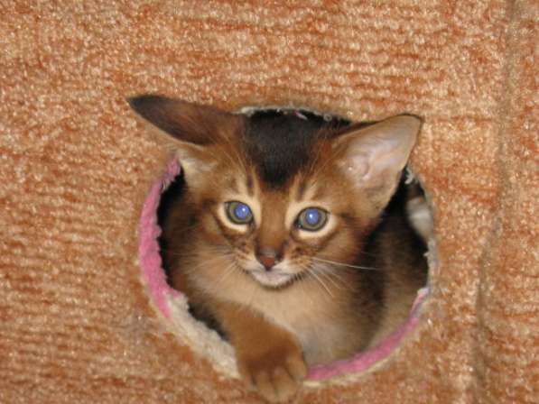 Продажа АБИССИНСКИХ котят в Дмитрове фото 15