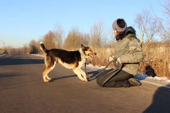 Собака в добрые руки, 2 года в Москве фото 4
