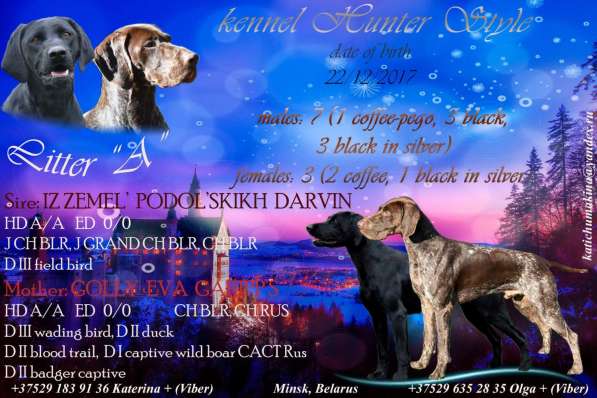 Курцхаар Щенки в фото 13