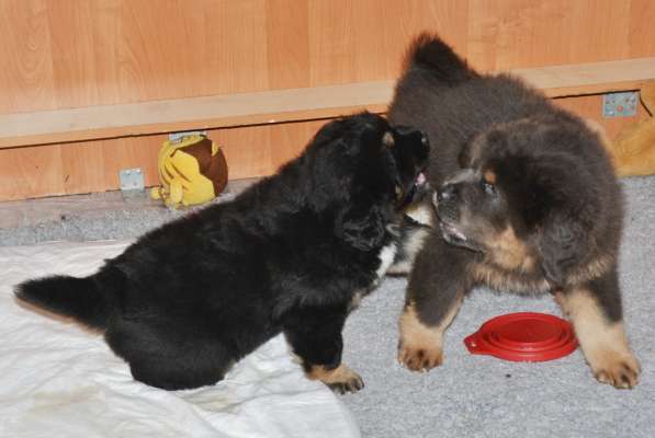 Тибетский мастиф - лучший страж на территории в Москве фото 58