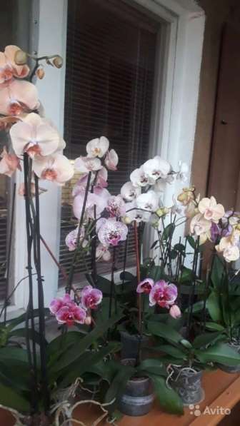 Орхидея в Самаре фото 3