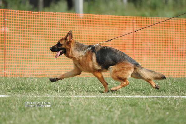 Щенки немецкой овчарки в Москве фото 13