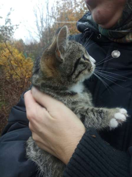 Котята ждут хозяев! в Москве фото 14