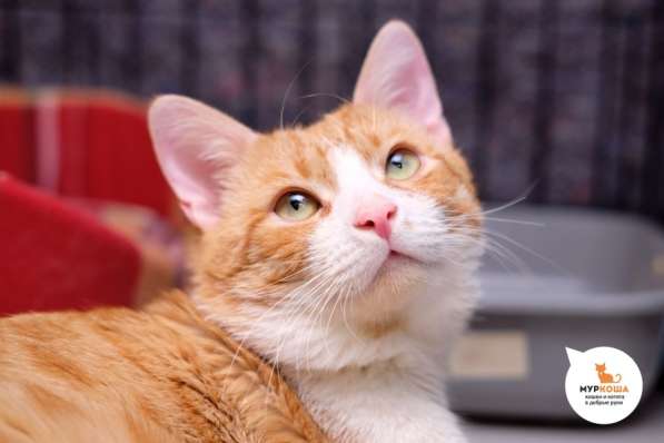 Неунывающий Тулуз ждет верного друга