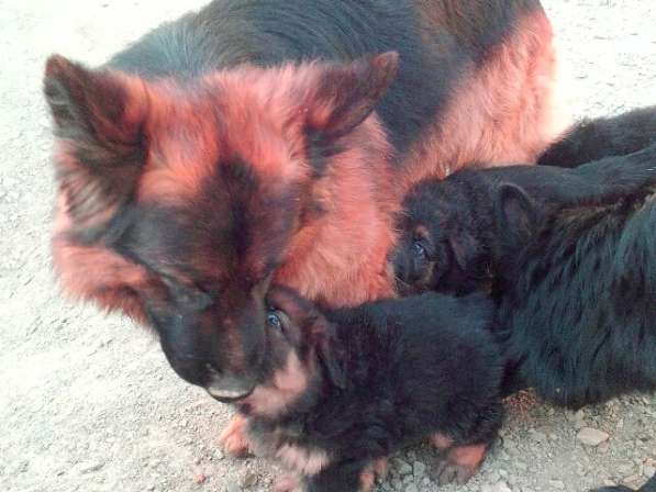 Черный щенок немецкая длинношерстная овчарка в Алуште фото 4