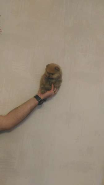 Щенки нано шпица в Москве фото 4