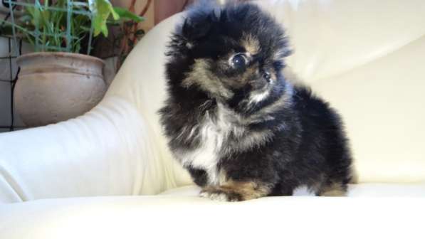 Щенок померанского шпица- микро - медвежонок в фото 40