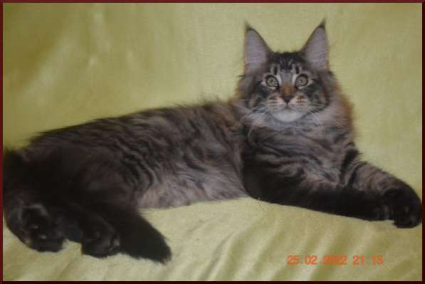 Роскошный черный котик мейн-кун из питомника в Астрахани фото 101