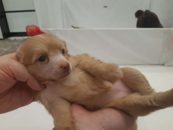 Красивая пуховая девочка в Москве фото 17