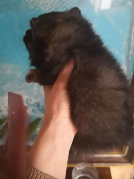 Щенок померанского шпица- микро - медвежонок в фото 34