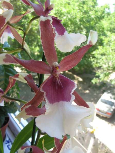 Продам орхидеи цветущие и не цветущие в фото 9