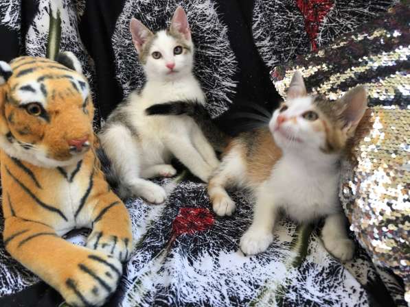 Отдам в хорошие руки в фото 21