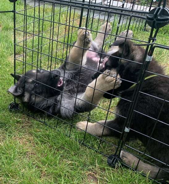 Щенки ВЕО с документами в Санкт-Петербурге фото 34